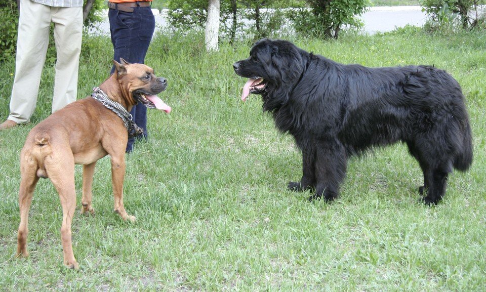    Раны от собачьих укусов оказались настолько глубокими, что их пришлось зашивать Олег УКЛАДОВ