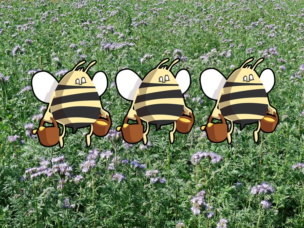 Как собрать мёд на слабых медоносах