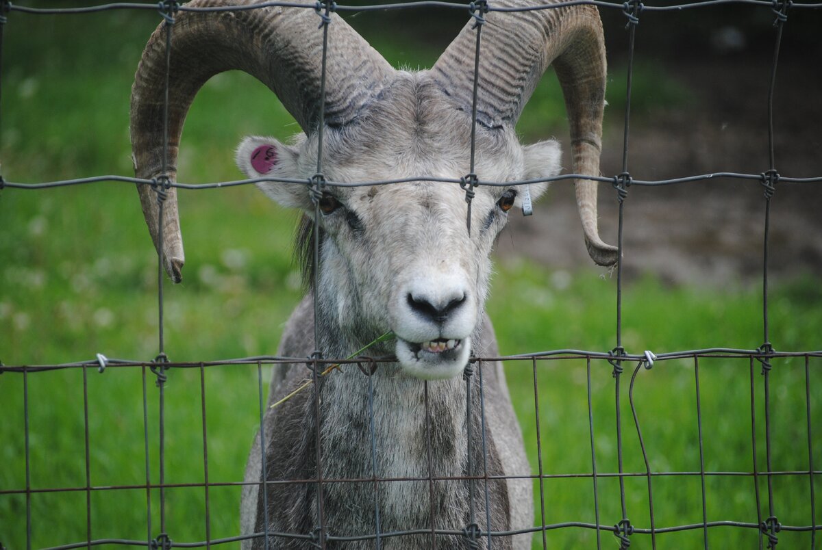 https://get.pxhere.com/photo/looking-wildlife-goat-zoo-horn-sheep-mammal-fauna-goats-vertebrate-sheeps-cow-goat-family-1075283.jpg