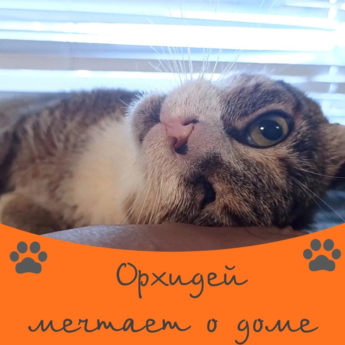 Кот Орхидей ищет дом 🐾💕 | Приют 