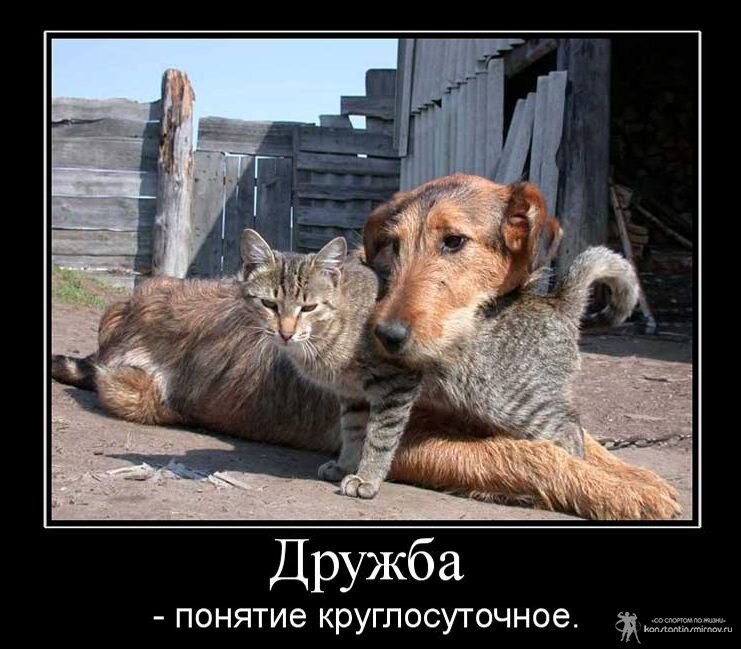 Картинка из интернета