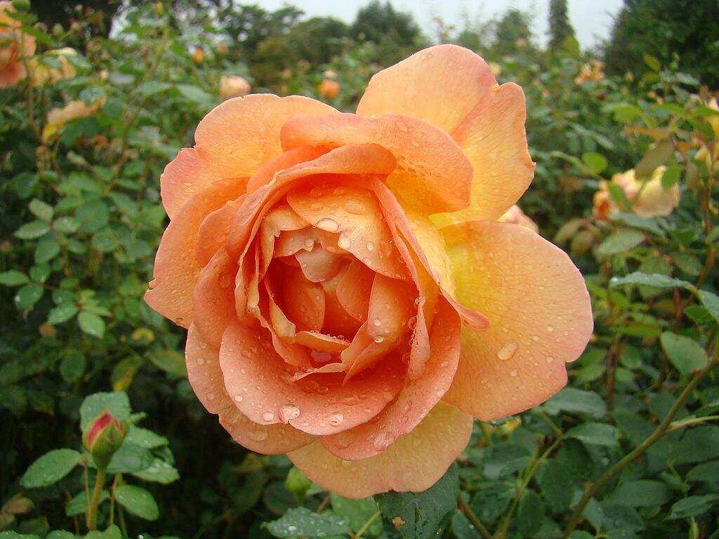 Lady of Shalott,Austin,2009,Английские розы