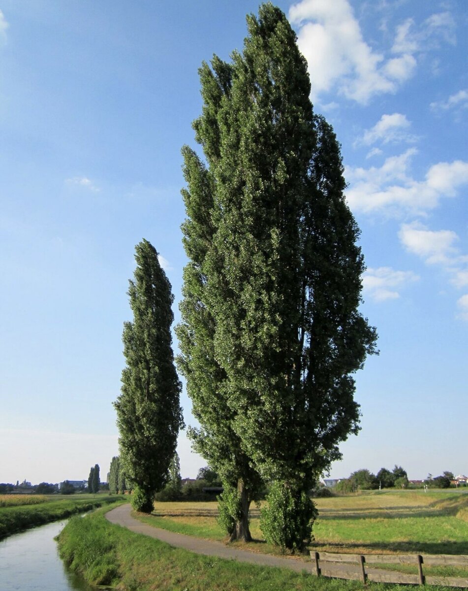 Тополь черный (Populus nigra)