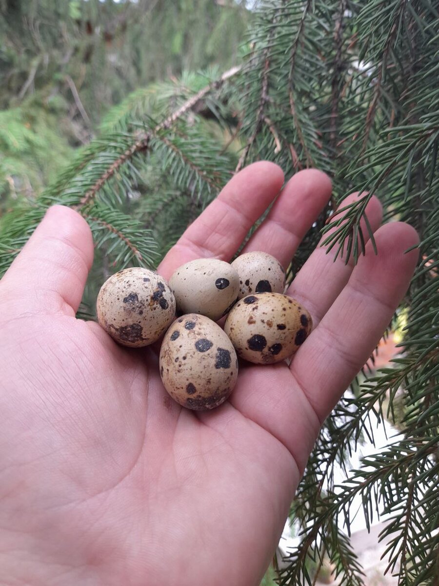 Перепелиное яйцо. 