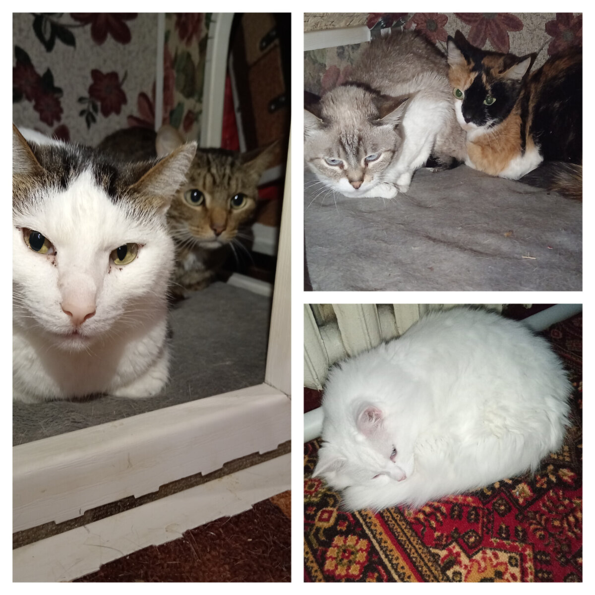 Фото сделано в иншоте, животные которые ищет дом, возраст 5+