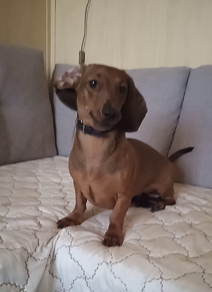 Алиса - собака, которой нравится обучаться