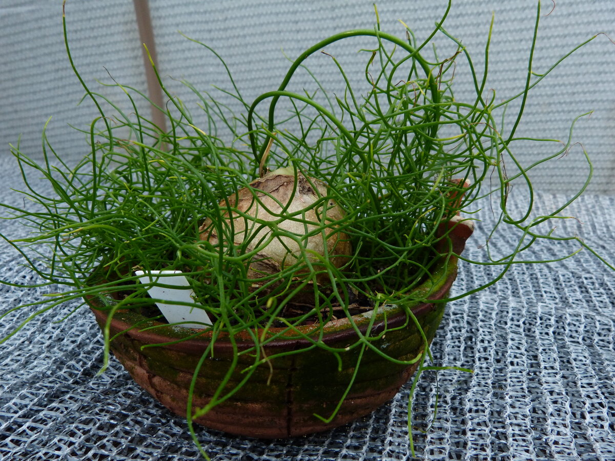 Bowiea volubilis, источник: https://flickr.com/photos/125458730@N06/30666448100/