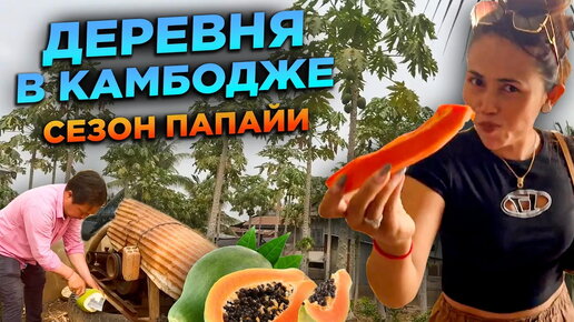 ЕДЕМ В КАМБОДЖИЙСКУЮ ДЕРЕВНЮ СЕЗОН ПАПАЙИ GOING TO A CAMBODIA VILLAGE IT'S PAPAYA SEASON