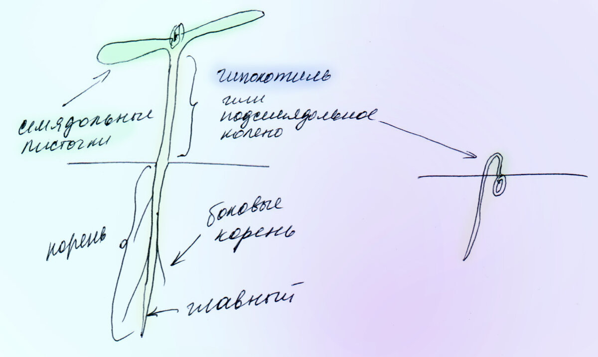 Гипокотиль - что это за зверь? 