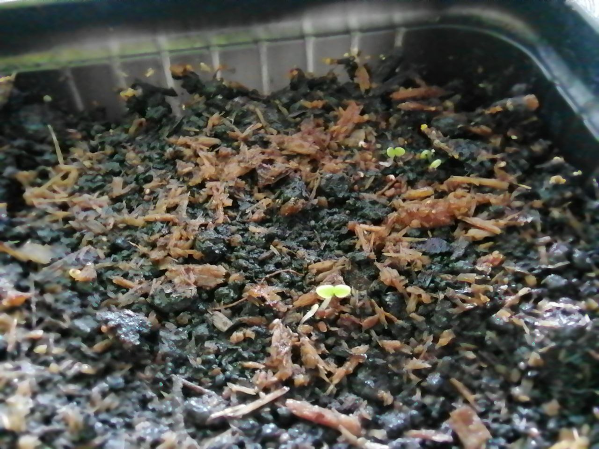 всходы перца. всходы болгарского перца. перцы взошли. семена перца сладкого. всходы семян томатов.