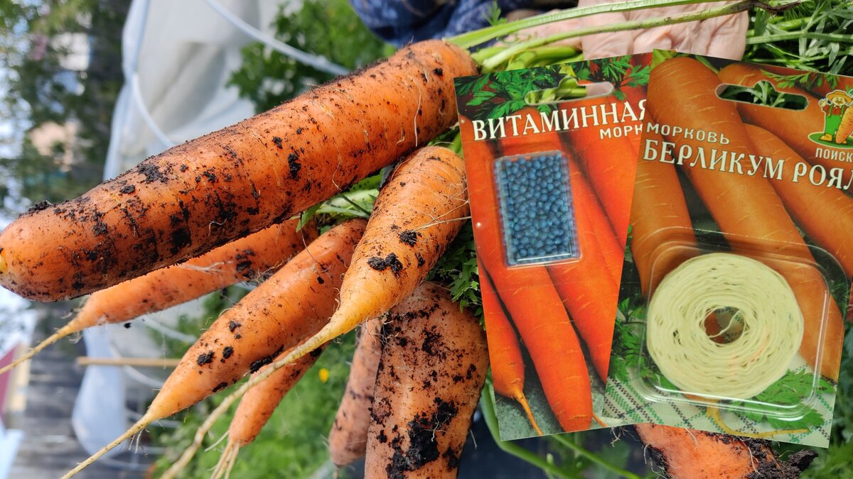 Я не покупаю такие семена, предпочитаю простые