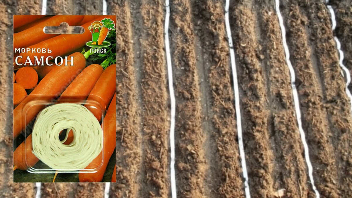 Сеять морковь на ленте быстро и удобно