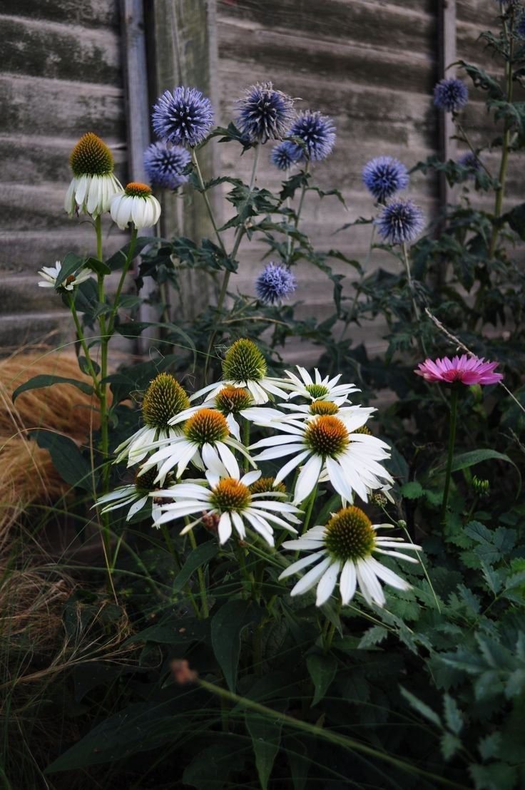 Сочетание растений и фактур