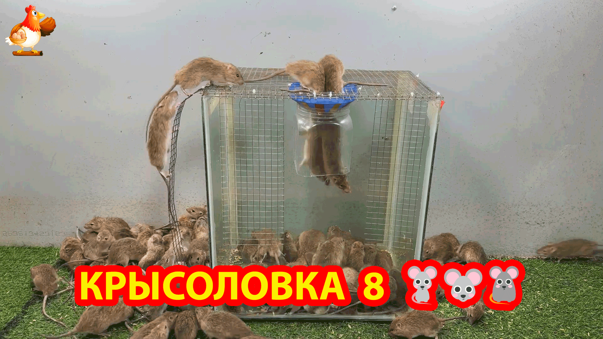 Крысоловка (31) 🐀 Как сделать крысоловку своими руками и поймать кучу крыс 🐭🐁🐀 Сделай сам ❗