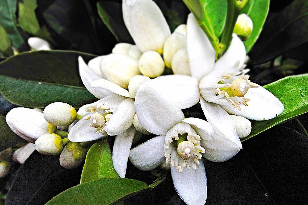 Источник фото - https://goo.su/ULTP