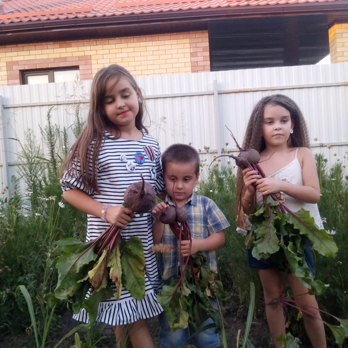 Вырвали свёклу. Надо варить