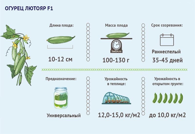 В какое время лучше собирать огурцы