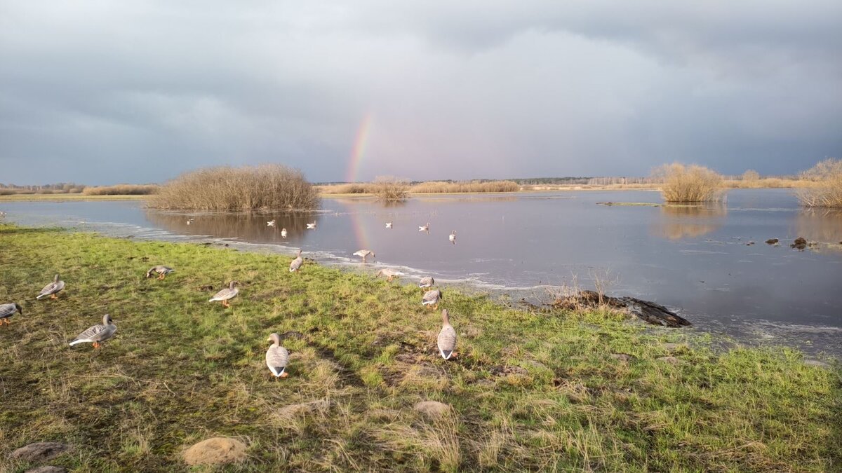 Охота с чучелами