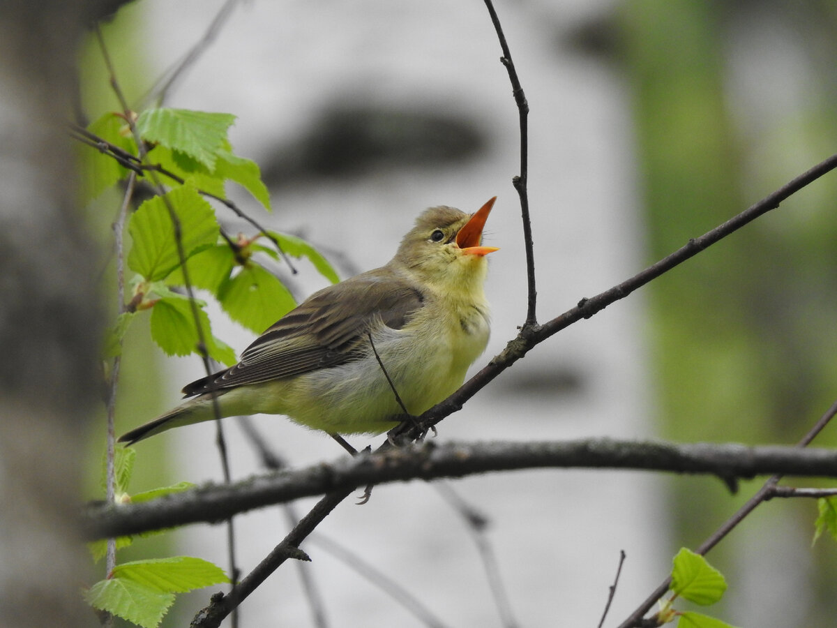 Зеленая пересмешка, май 2022, фото автора