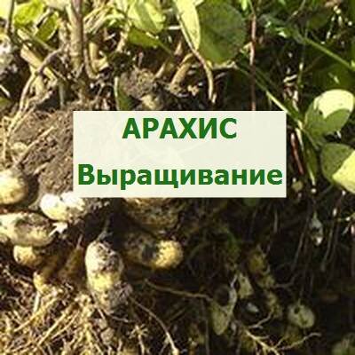выращенный арахис