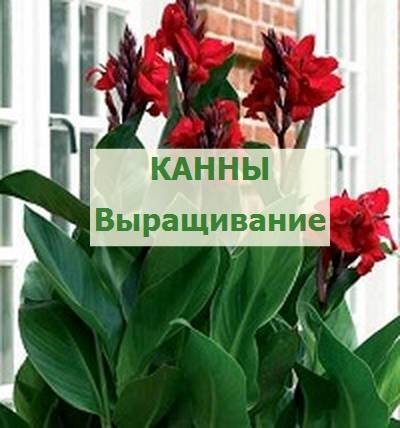выращивание канн и уход