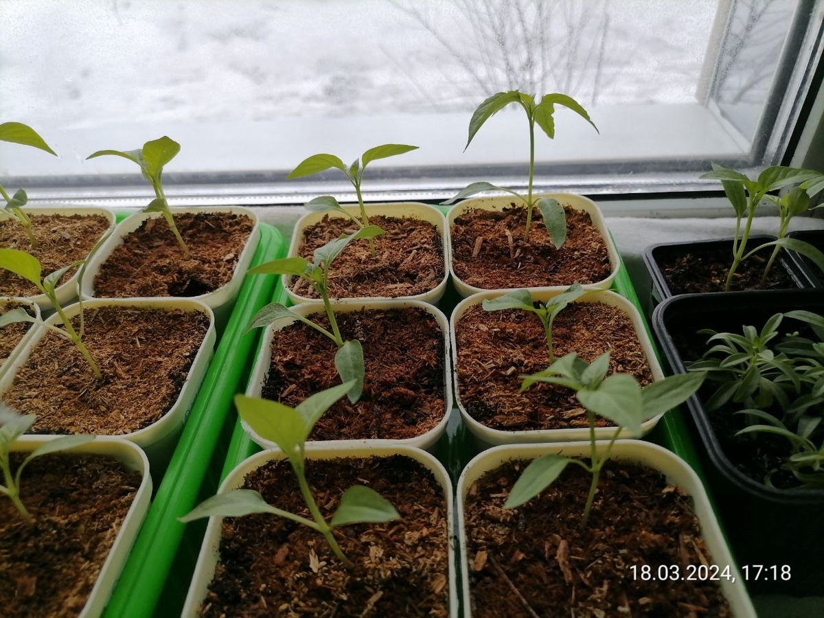 За окном пасмурно, солнечных дней мало, рассада худенькая, фотосинтеза не хватает