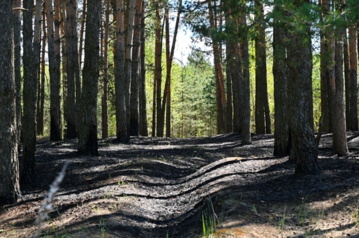    Еще десять БПЛА закупят для калужского лесного хозяйства