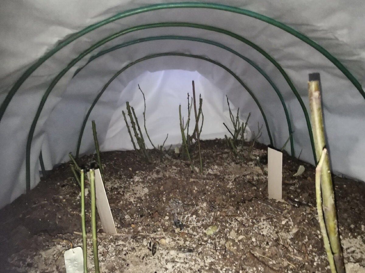 Розы в укрытии в начале зимы.