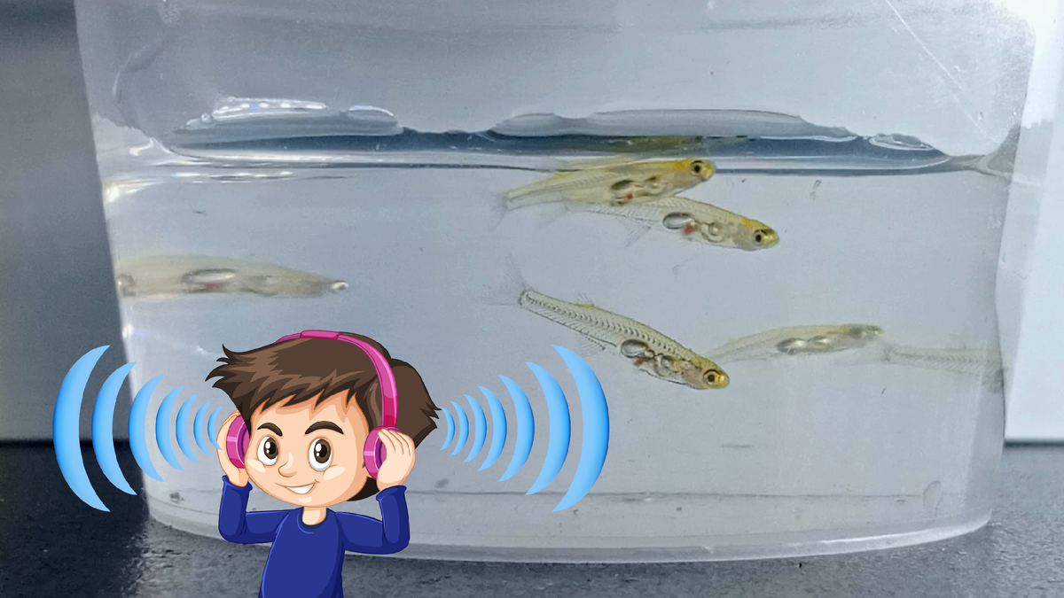 Крошечная полупрозрачная рыбка Danionella cerebrum производит звук, от которого уши глохнут. Фото: Angry Burmese / Wikipedia