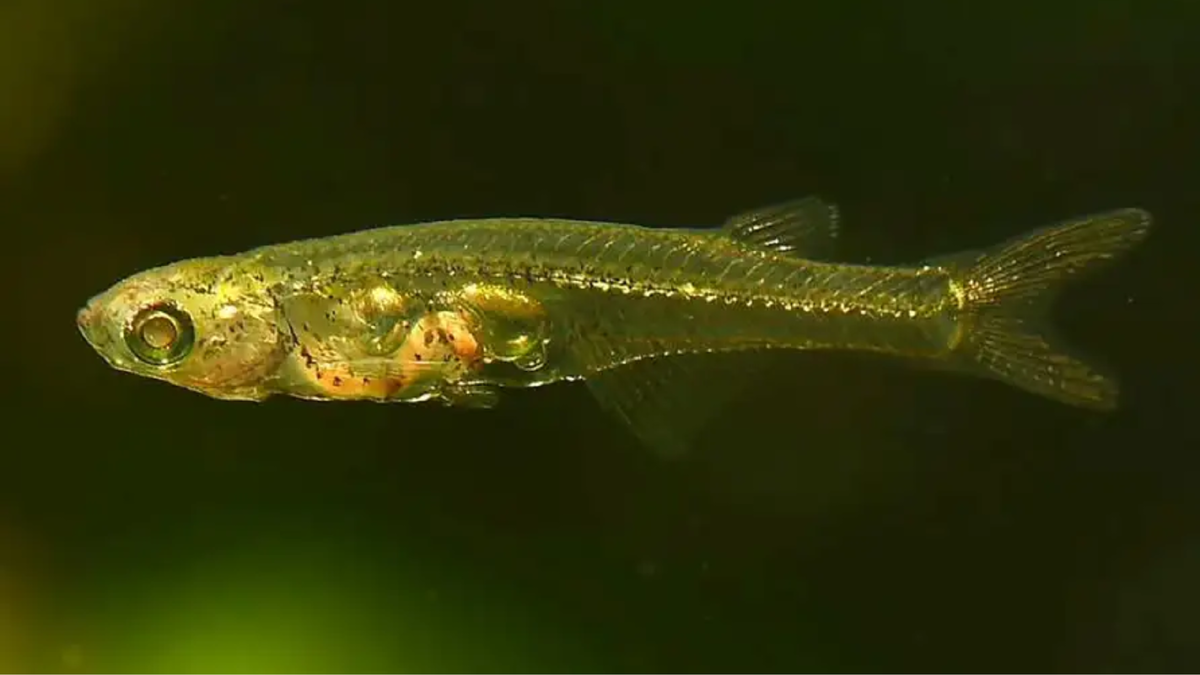"Мужичок с ноготок". Маленький, прозрачный (читайте - невзрачный). Где в этом тельце живет такая сила звука? 
Самец рыбы Danionella cerebrum. Фото: Ralf Britz/Senckenberg Dresden. Источник: https://www.newscientist.com/