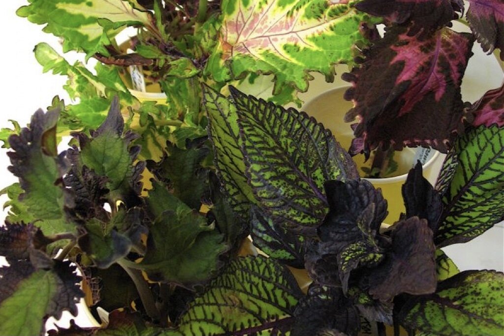 Растение колеус. Фото автора