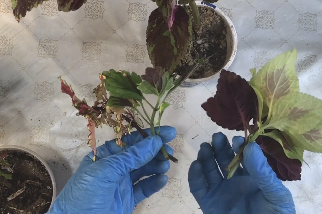 Подготовка черенков колеус для черенкования. Фото автора 