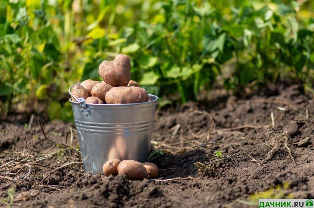  Посадка картофеля требует внимательного подхода к процедуре и знаний. Важно учитывать не только время созревания, но также условия, влияющие на успешный результат.