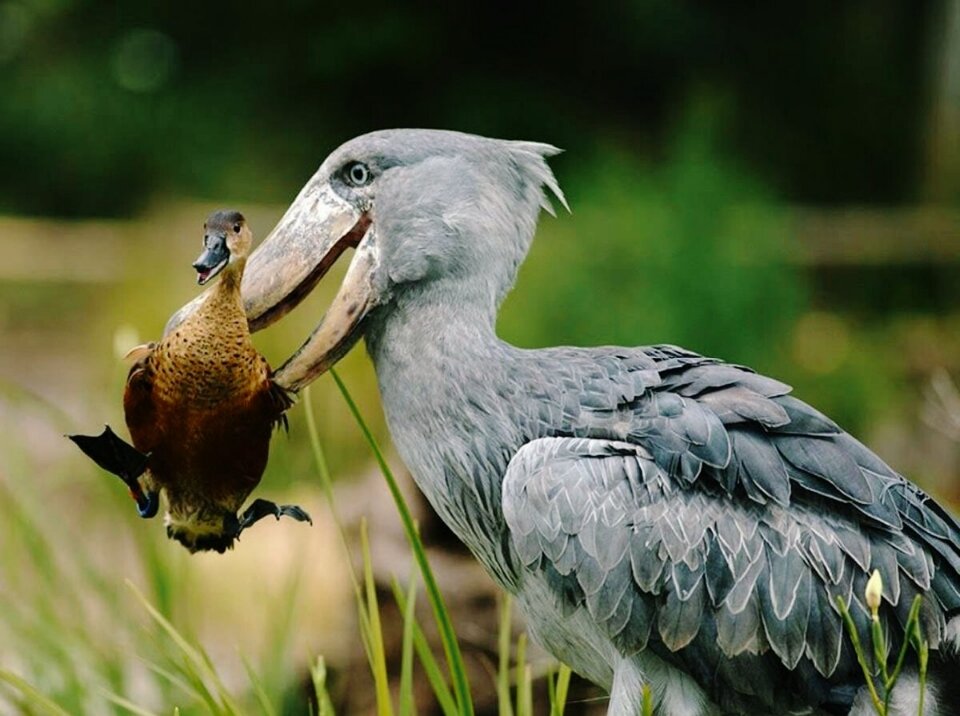 Решил перекусить уточкой