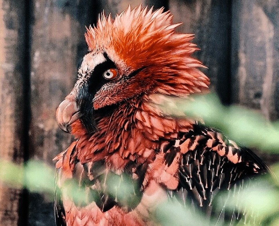 Интересует костный мозг