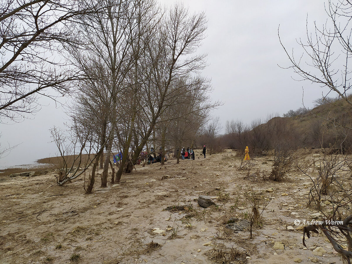 А вот уже и тополиная роща