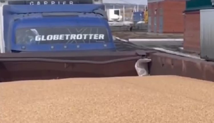    Бурятия направила в Монголию первую партию гуманитарной помощи в 240 тонн зерна