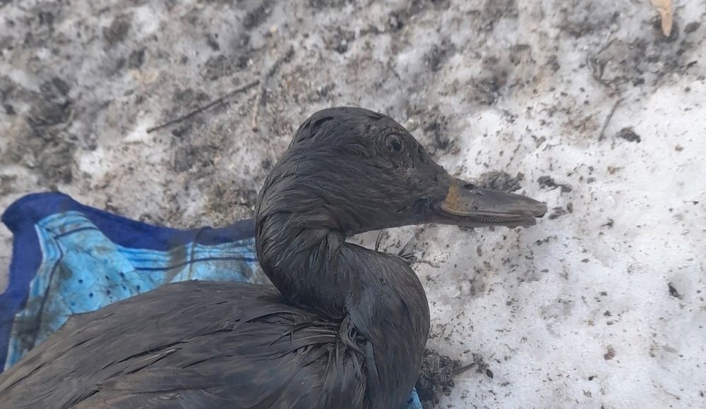    Группа ВК "Твой Свердловский/ Пермь"