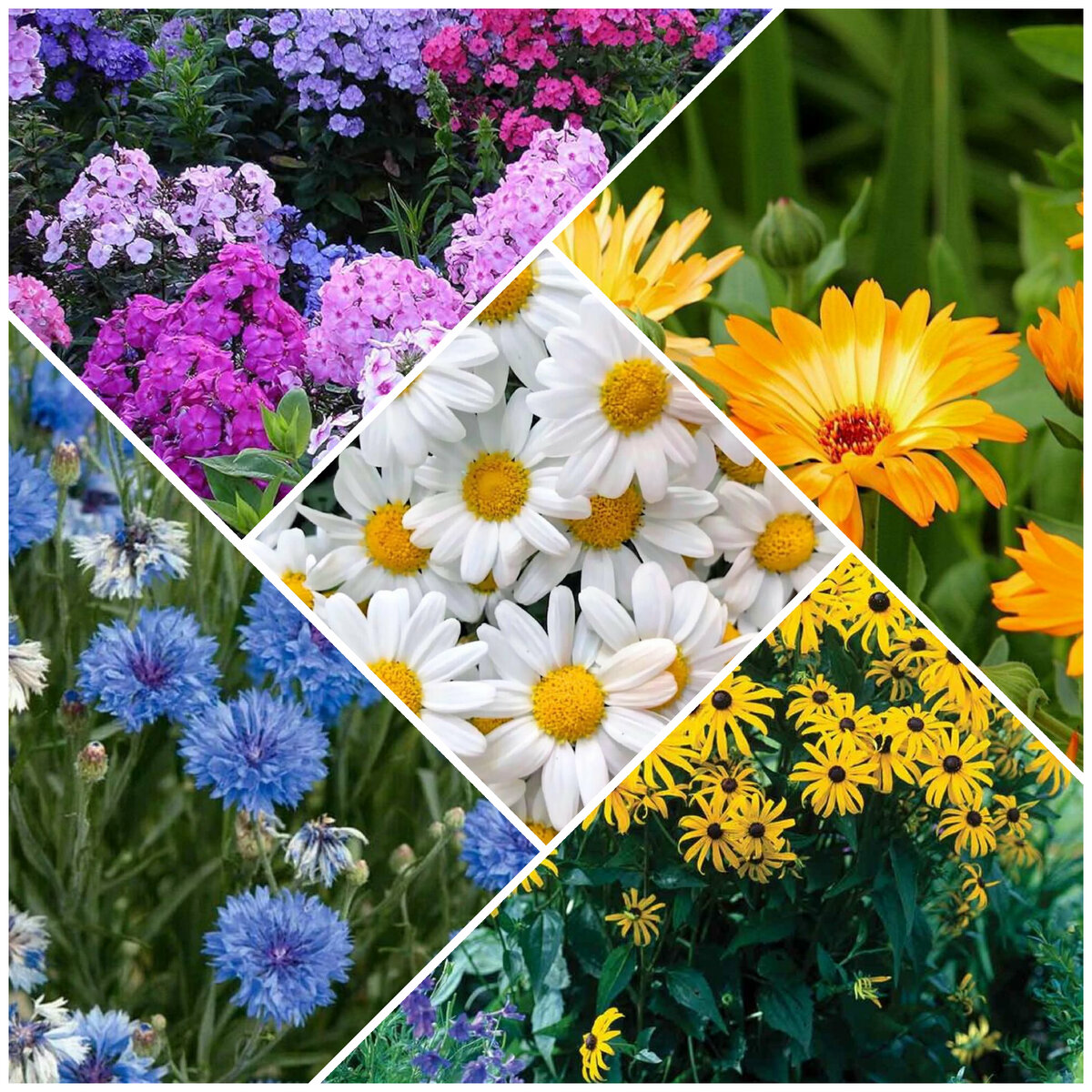 Какие цветы у вас вызывают воспоминания из детства?'