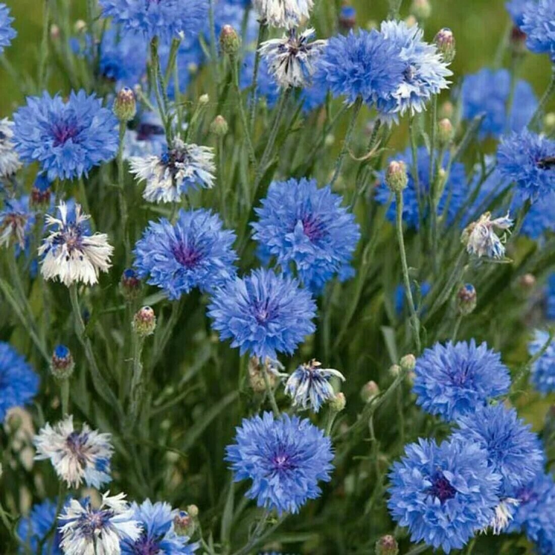 Василек. В моем детстве рос повсеместно. Сейчас почему-то встречаю его редко. Тоже подумываю о том чтобы посадить у себя на участке.