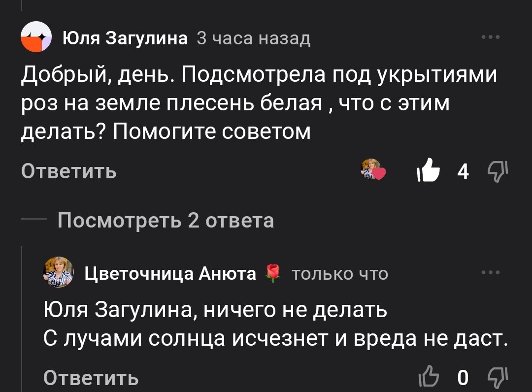 Вопросы - ответы про розы. 25.03.2024 г. Часть 183 | Цветочница Анюта 🌹 |  Дзен