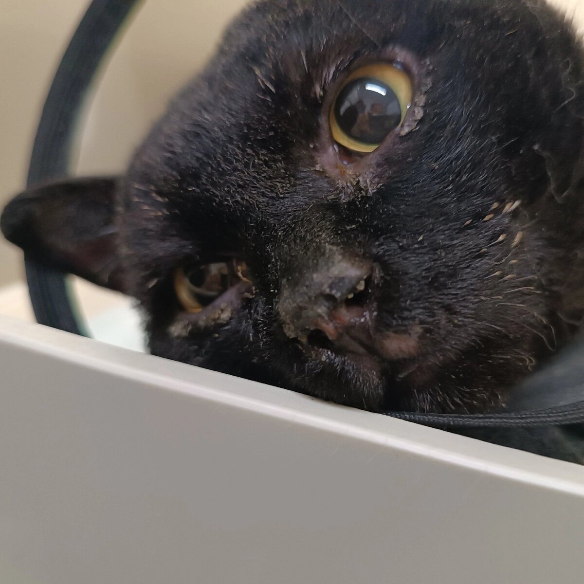 фото из  сети