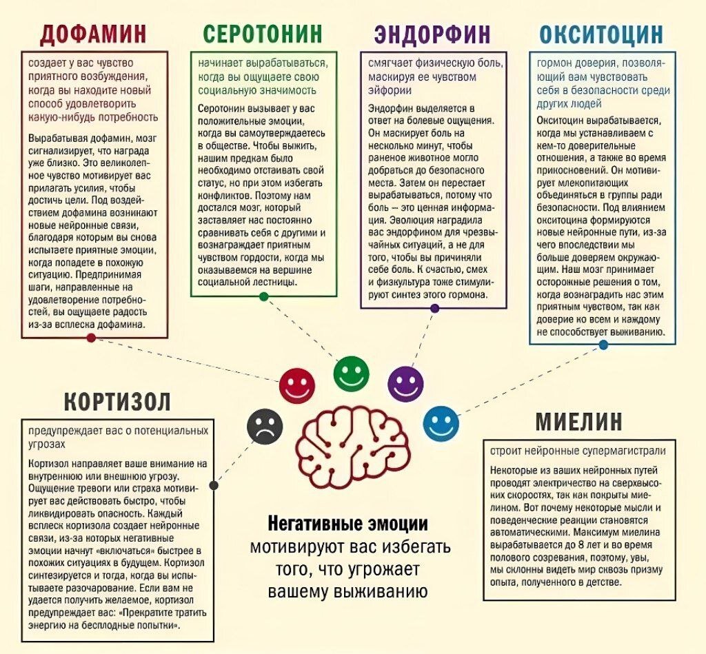 Влияние домашних животных на психологическое и физиологическое состояние  человека | немного философии и фактов | Дзен