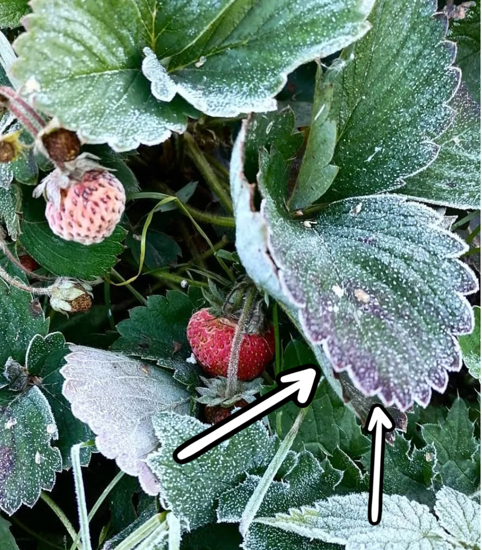 Почерневшие края клубники