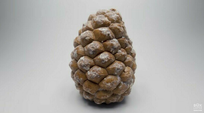    Удивительное видео, как из крошечного семени вырастает сосна