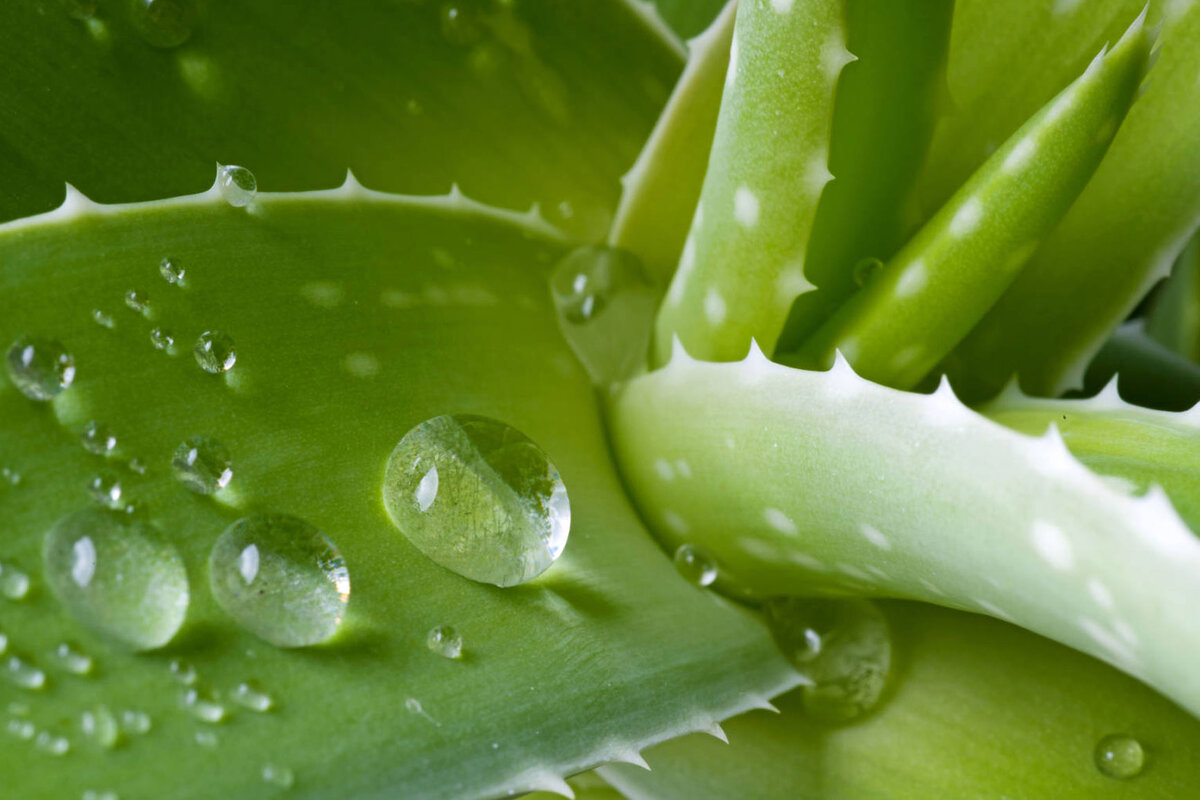 Алоэ Вера