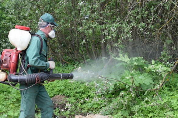     В Иванове чиновница превысила должностные полномочия при борьбе с борщевиком