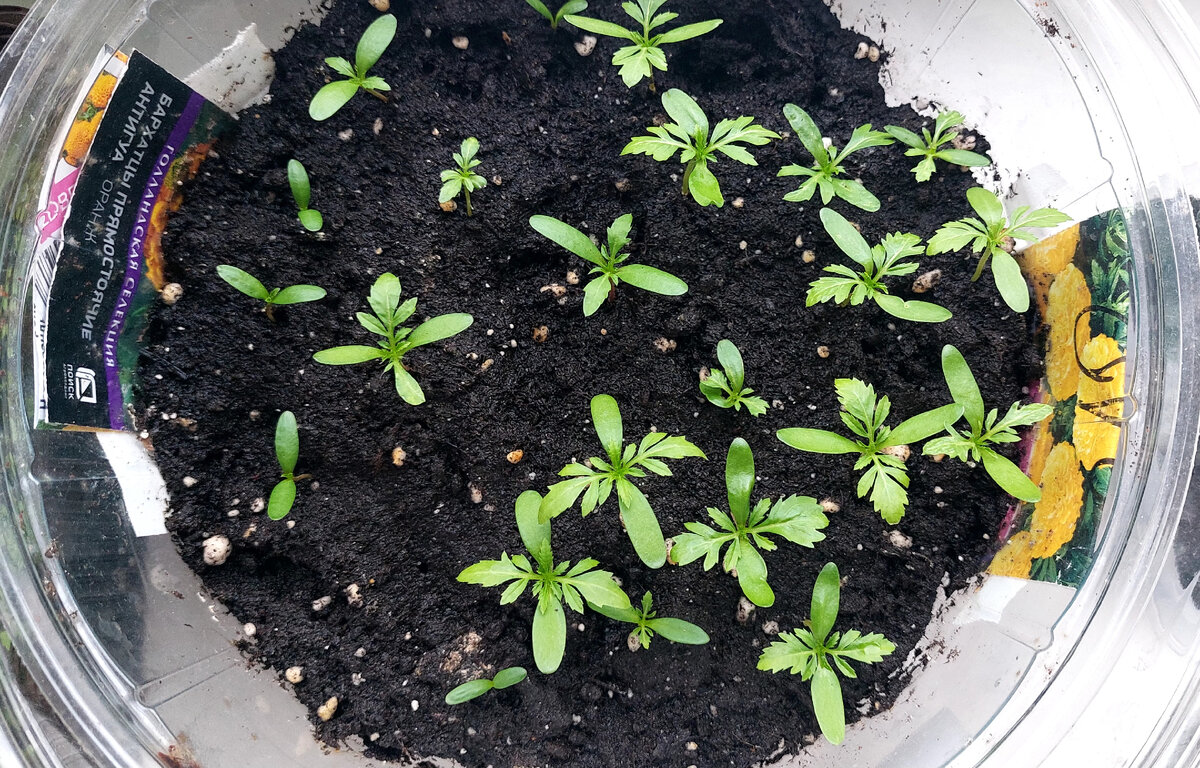 Бархатцы антигуа. Высевают в феврале-марте