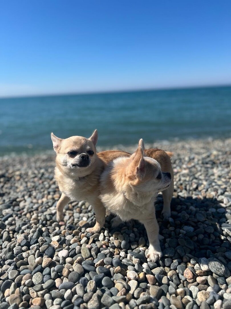 Слева лапа больная