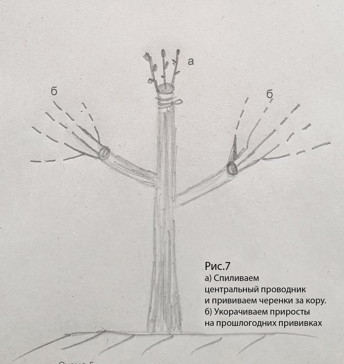 Омолаживающая обрезка старых плодовых деревьев семечковых пород ...